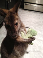 Baby Wallaby