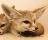 Fennec Fox