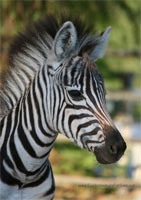 Zebra