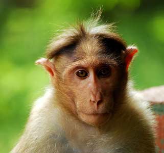 Bonnet Macaque