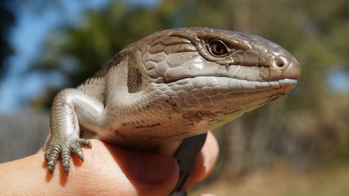 Blue Tongued Skink