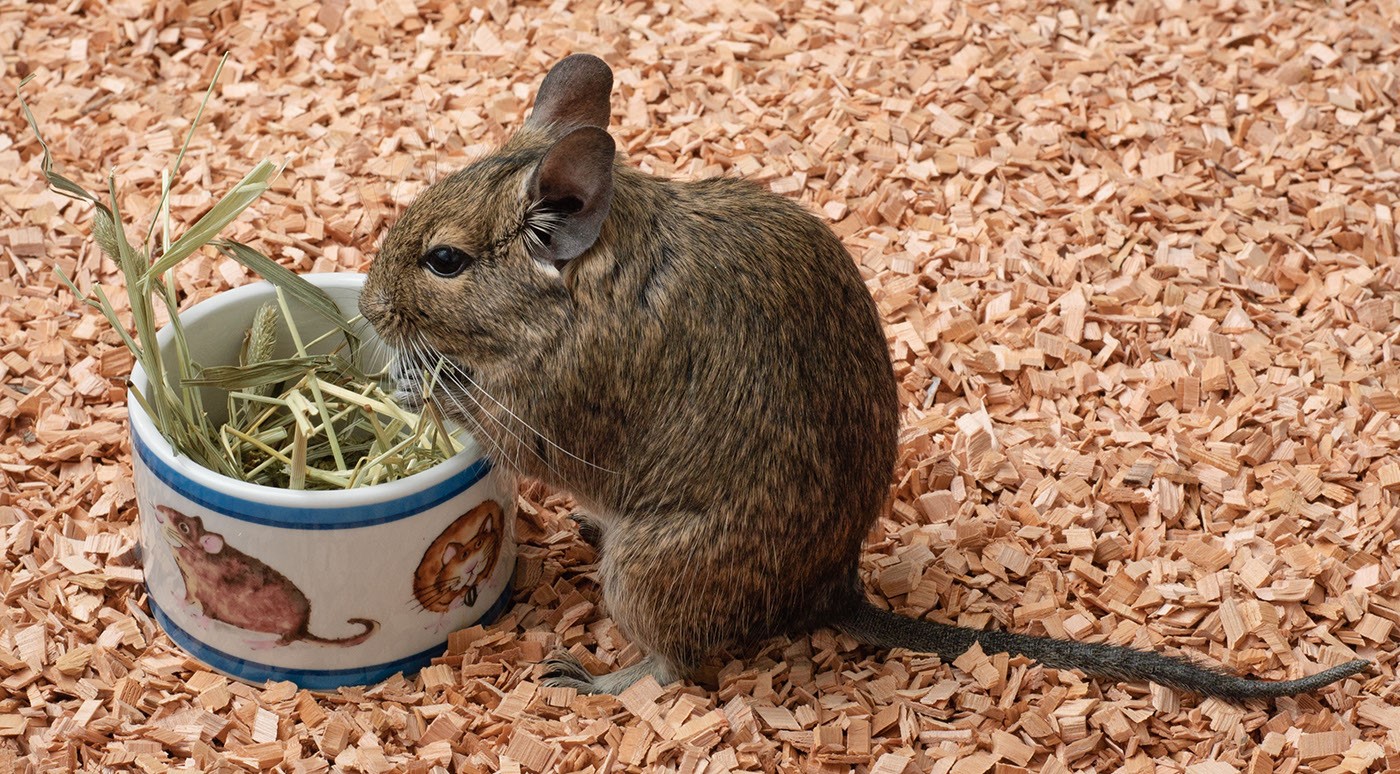 Pet Degu