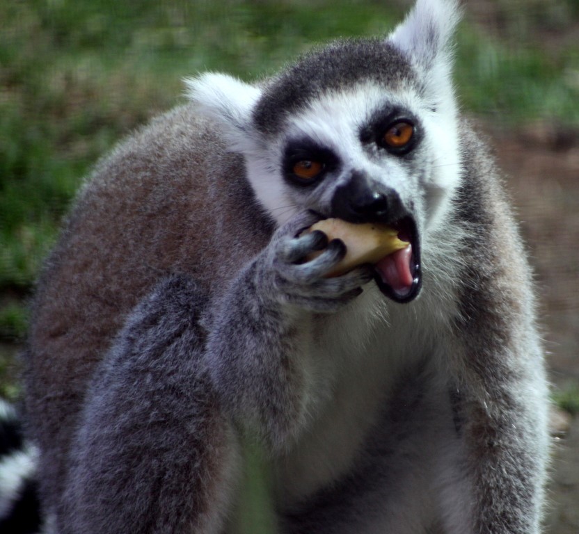 ruffed Lemur