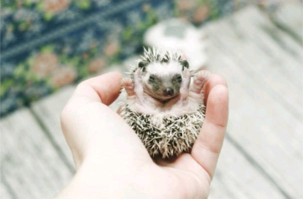 Baby Hedgehog