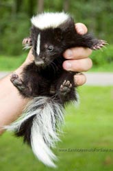 Baby Skunk