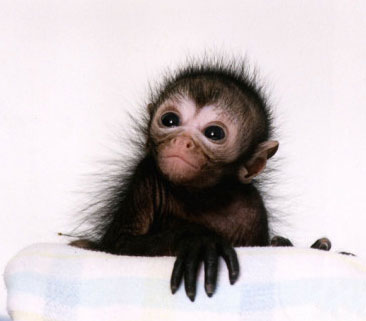 Cute Spider Monkey