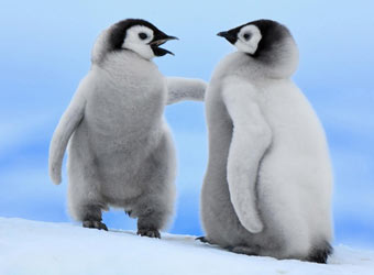 Baby Penguins